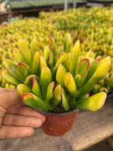 Load image into Gallery viewer, 4’’ Jade Hobbit Yellow Variegated Plant