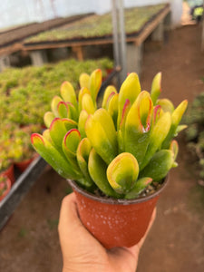 hobbit ear succulent Jade Hobbit Yellow Variegated Succulent 4'' pot Live Plant – Dose of Succulents