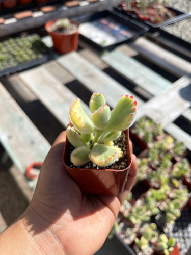 2’’ Variegated Bear Paw Succulent