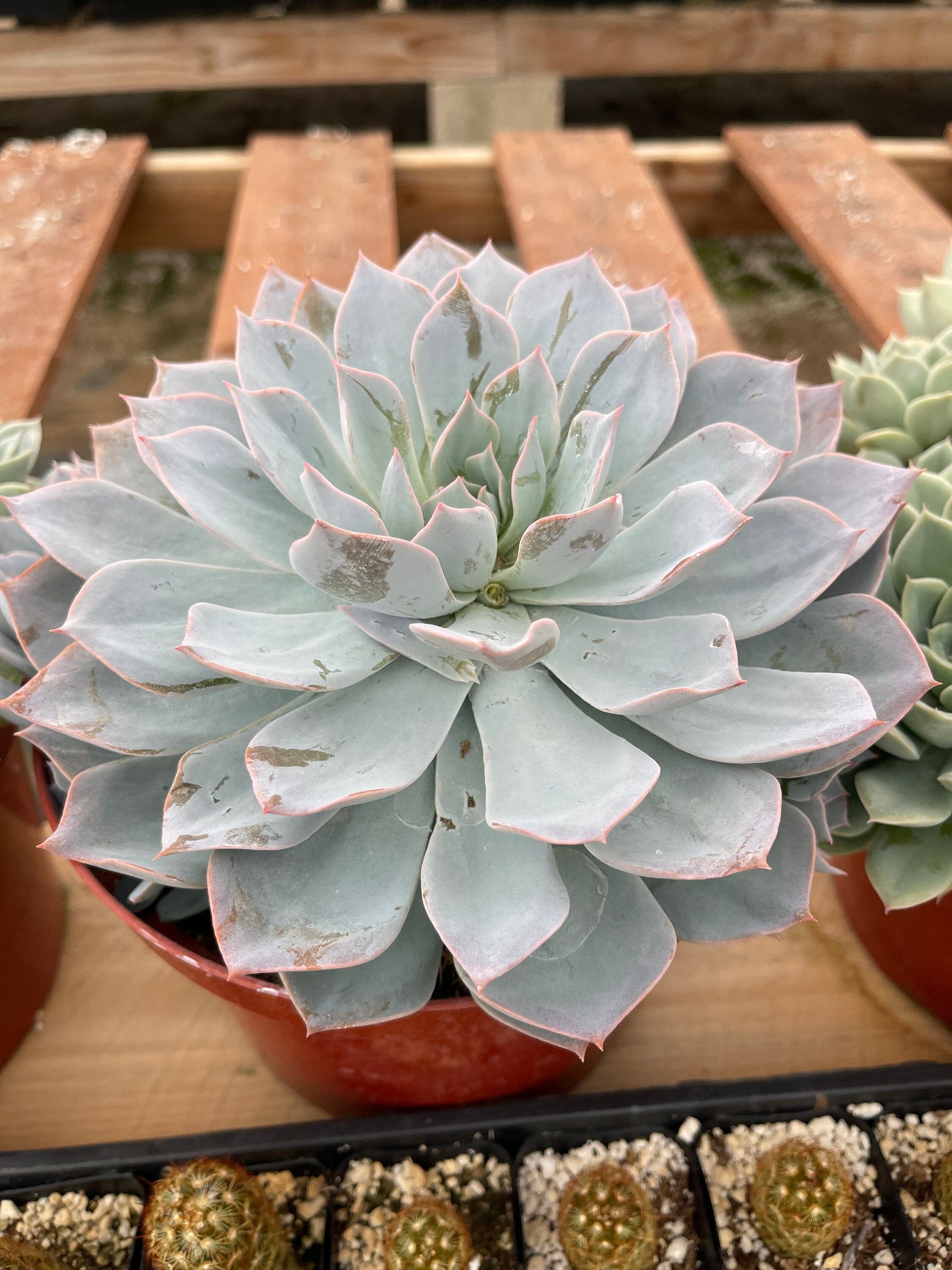 subsessilis succulent Large Echeveria Subsessilis ,Lolita, Blue Atoll, Blue curls – Dose of Succulents