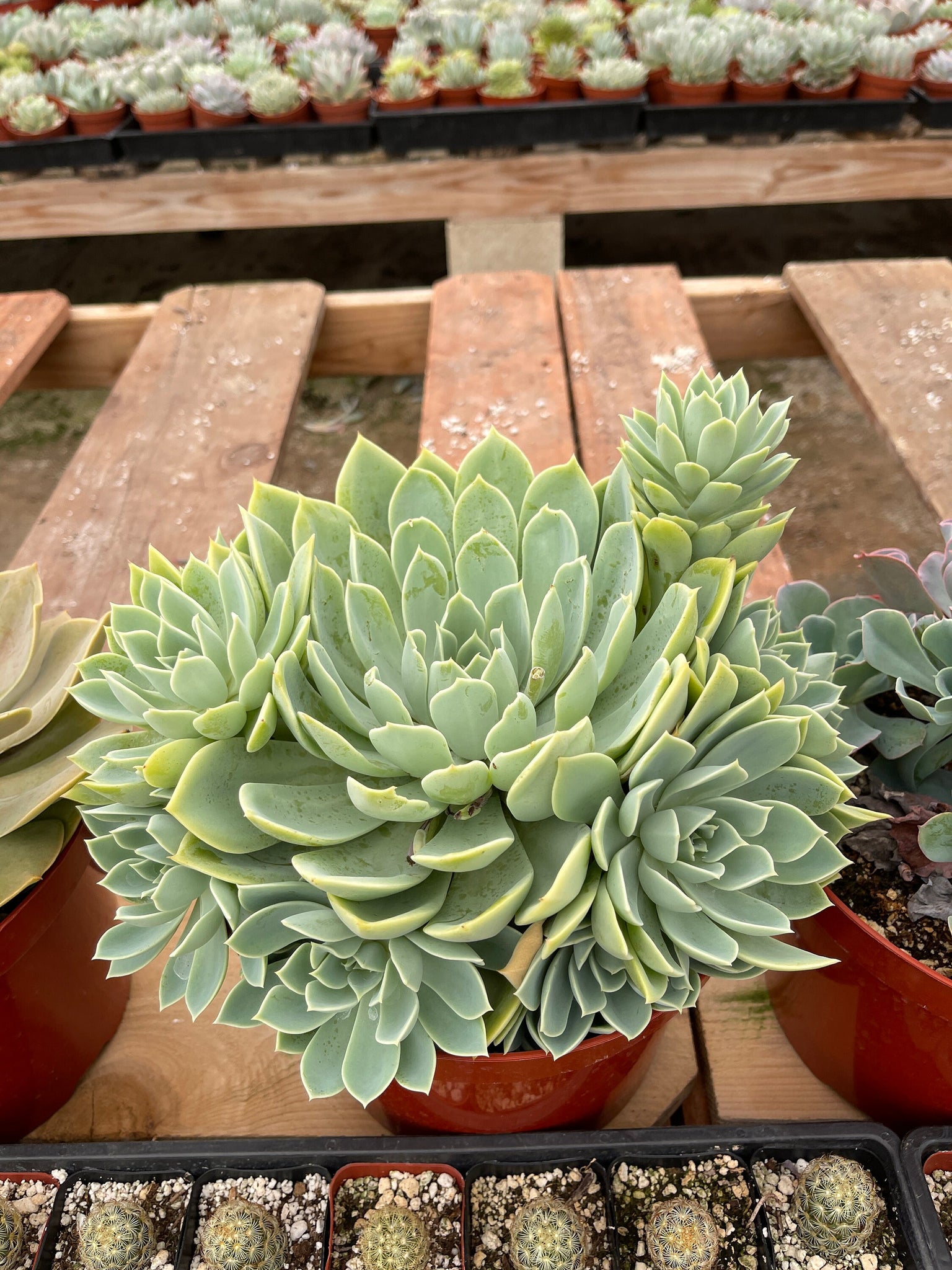 blue atoll succulent Large Echeveria Subsessilis ,Lolita, Blue Atoll, Blue curls – Dose of Succulents