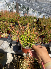 Load image into Gallery viewer, 4” euphorbia Sticks of fire live plant