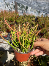 Load image into Gallery viewer, 4” euphorbia Sticks of fire live plant