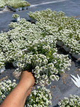 Load image into Gallery viewer, Sweet Alyssum ‘ Giga White’ Live plant 4’’ pot