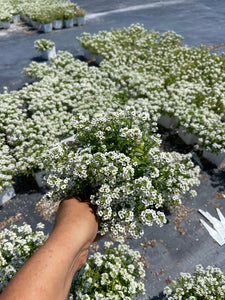 Sweet Alyssum ‘ Giga White’ Live plant 4’’ pot