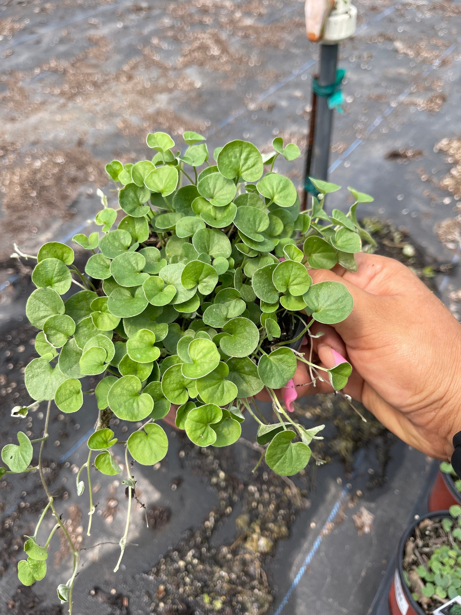 emerald falls plant indoor Dichondra Emerald Falls Live plant 4'' Pot – Dose of Succulents