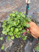 Load image into Gallery viewer, 4’’ Dichondra Emerald Falls Live plant