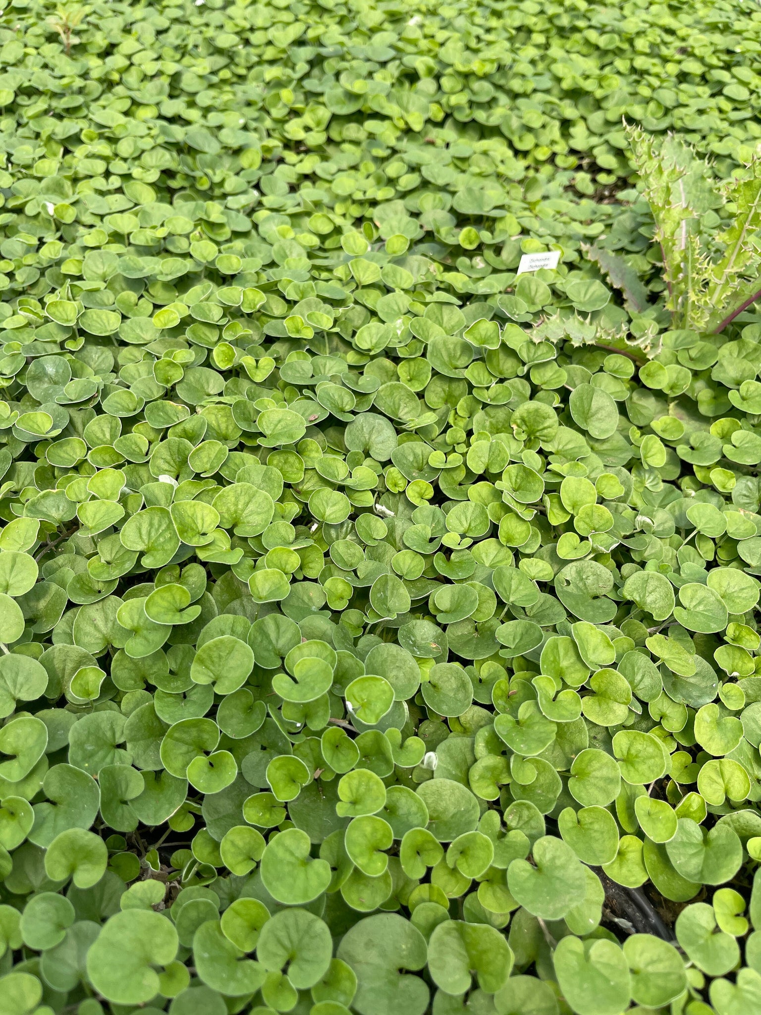 emerald falls plant indoor Dichondra Emerald Falls Live plant 4'' Pot – Dose of Succulents