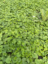 Load image into Gallery viewer, 4’’ Dichondra Emerald Falls Live plant