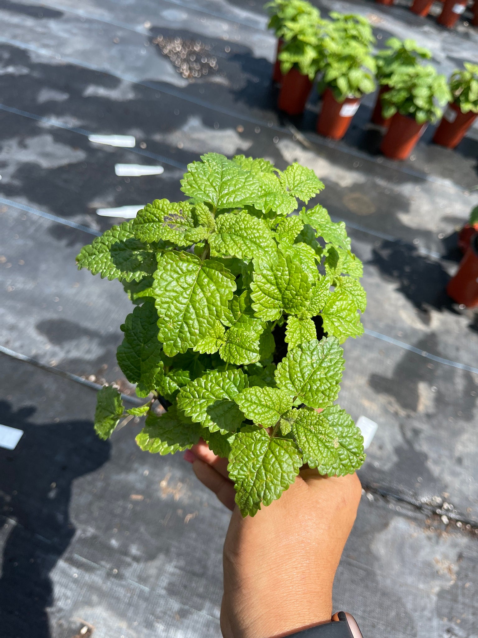 lemon balm succulent Lemon Balm Herb 4'' pot Live Plant – Dose of Succulents