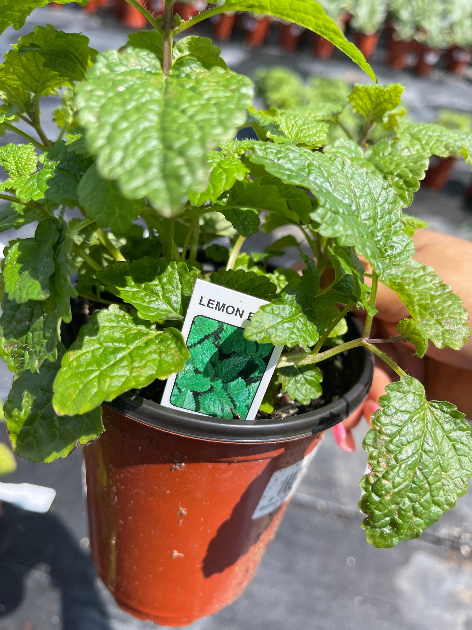 lemon balm succulent Lemon Balm Herb 4'' pot Live Plant – Dose of Succulents