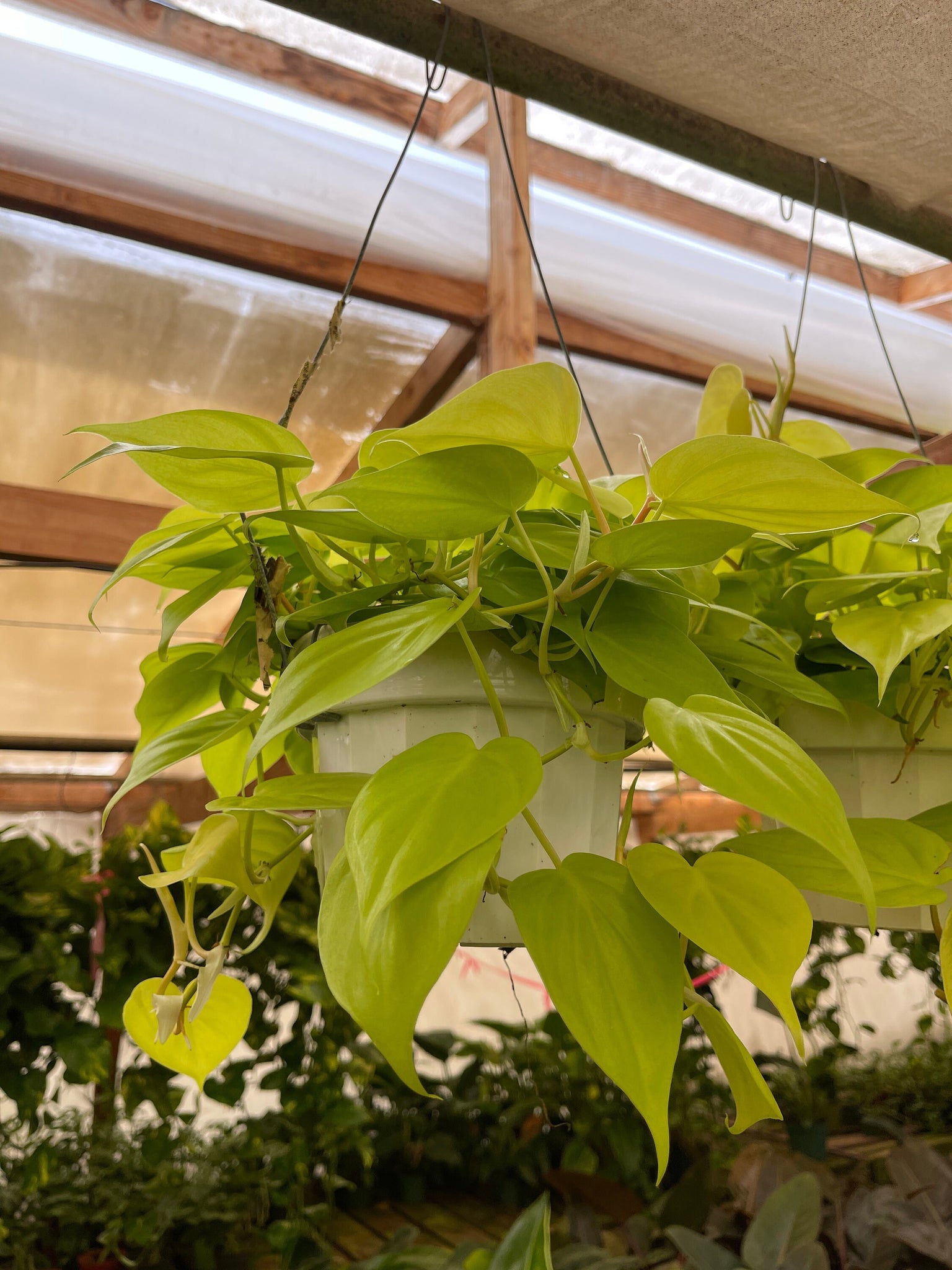 lime heart leaf philodendron Lemon Heart Leaf Philodendron (6in) 6in Pot