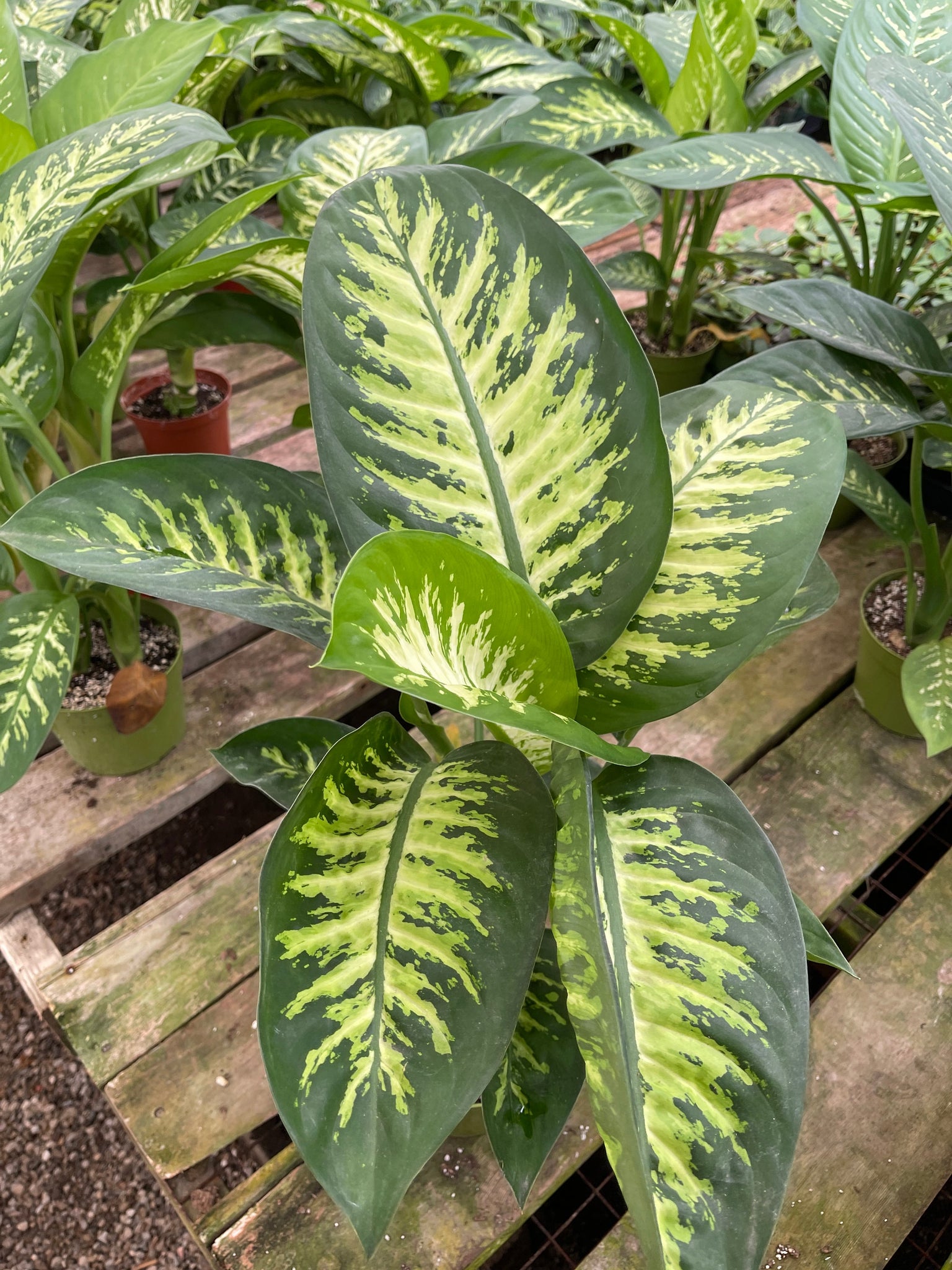 dieffenbachia snow tropic Dieffenbachia Tropical Snow 6'' Pot Live Plant – Dose of Succulents
