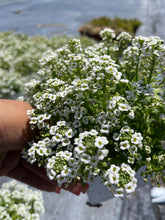 Load image into Gallery viewer, Sweet Alyssum ‘ Giga White’ Live plant 4’’ pot