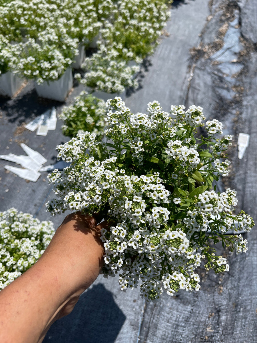 Sweet Alyssum ‘ Giga White’ Live plant 4’’ pot – Dose of Succulents