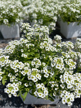 Load image into Gallery viewer, Sweet Alyssum ‘ Giga White’ Live plant 4’’ pot