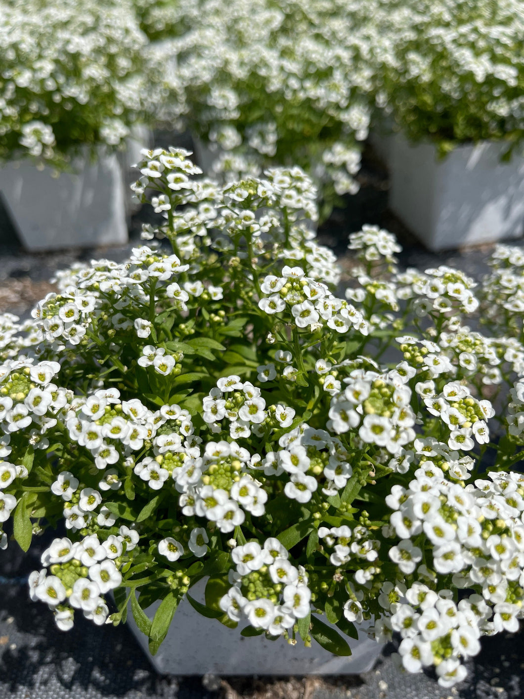 Sweet Alyssum ‘ Giga White’ Live plant 4’’ pot