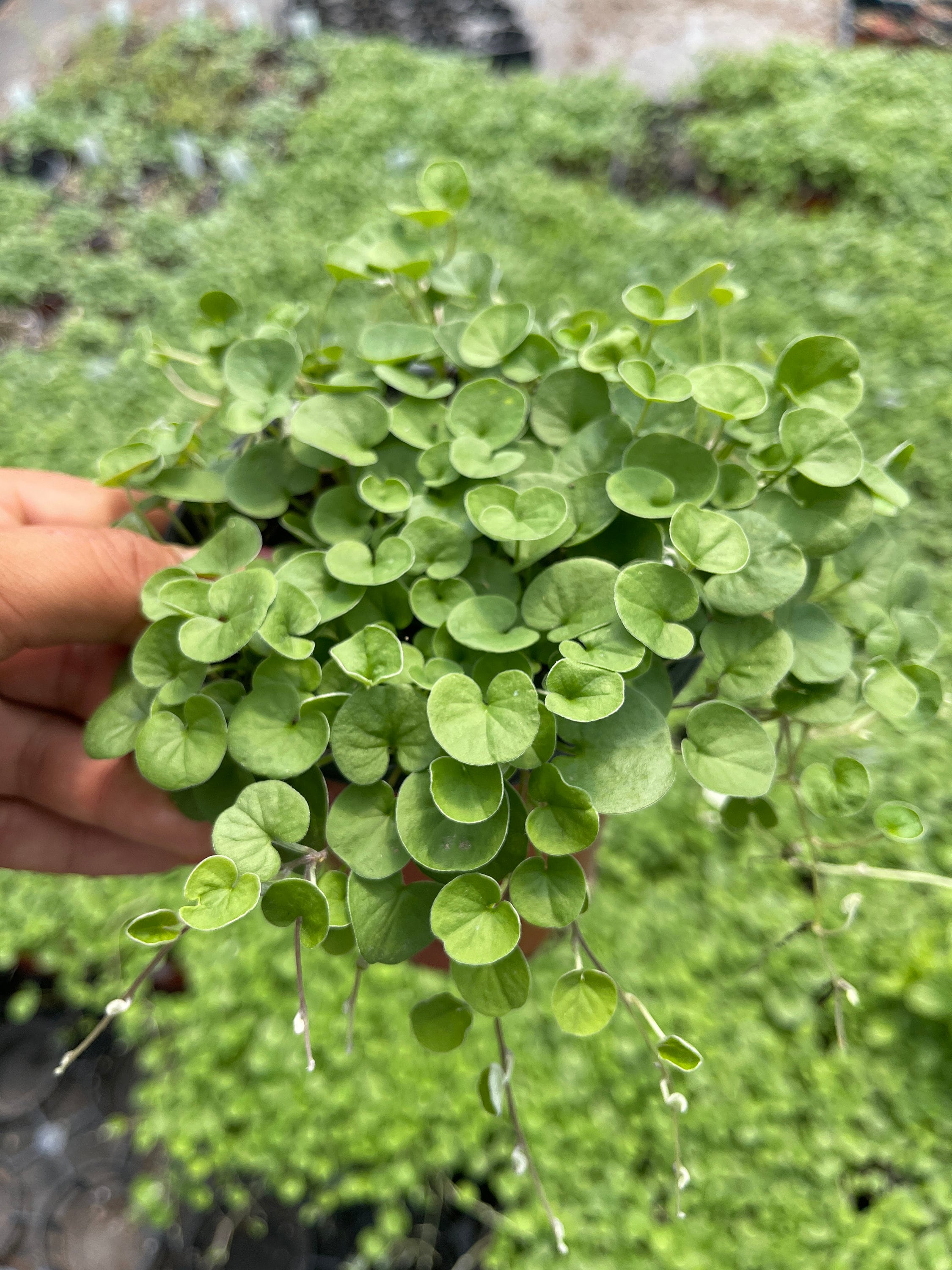 emerald falls plant indoor Dichondra Emerald Falls Live plant 4'' Pot – Dose of Succulents