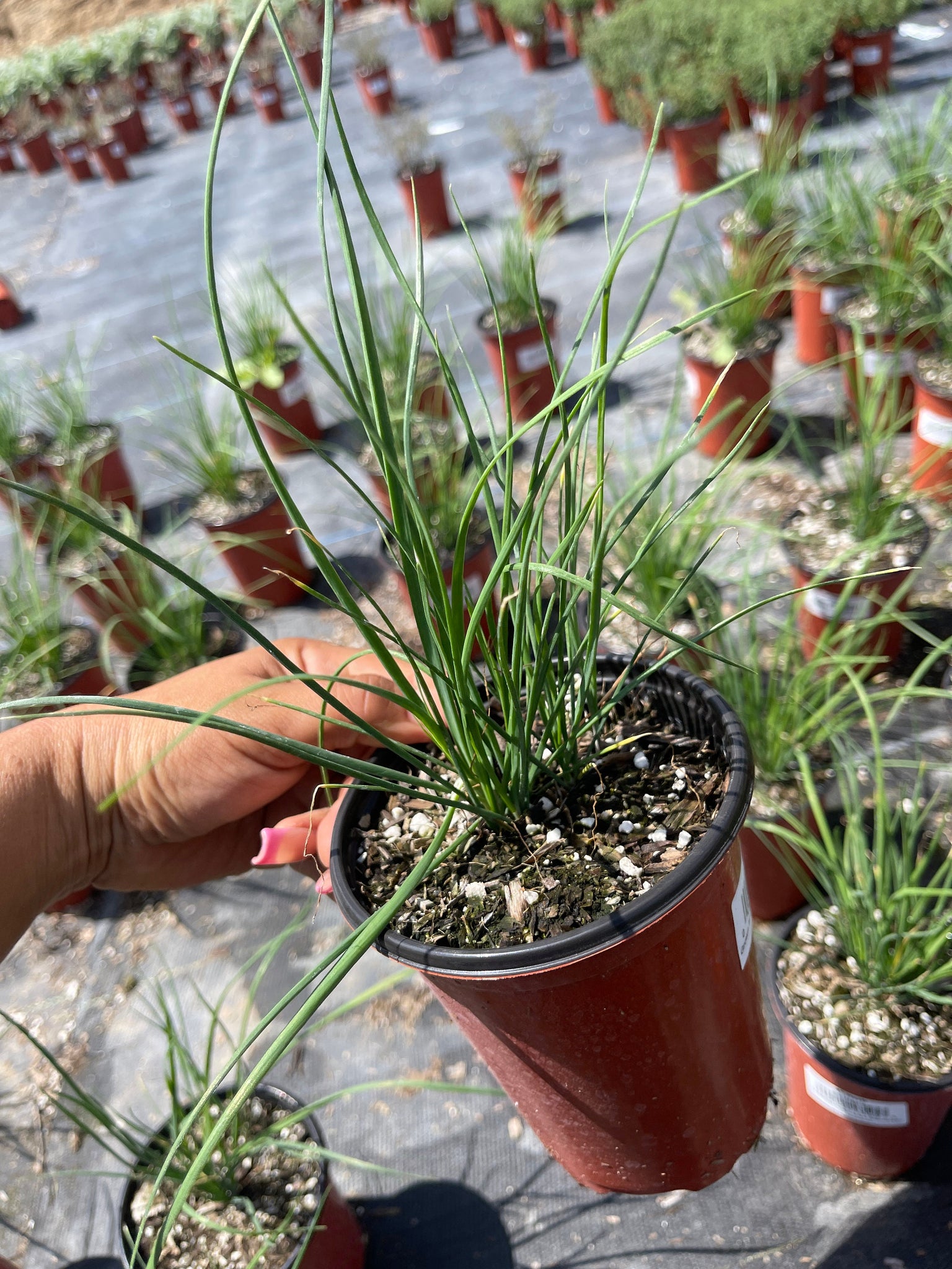 potted chives plant Garlic Chives Herb 4'' pot Live Plant – Dose of Succulents