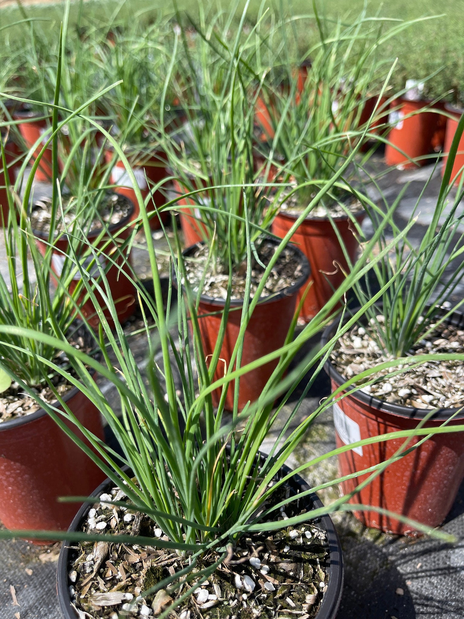 plant chives in pots Garlic Chives Herb 4'' pot Live Plant – Dose of Succulents