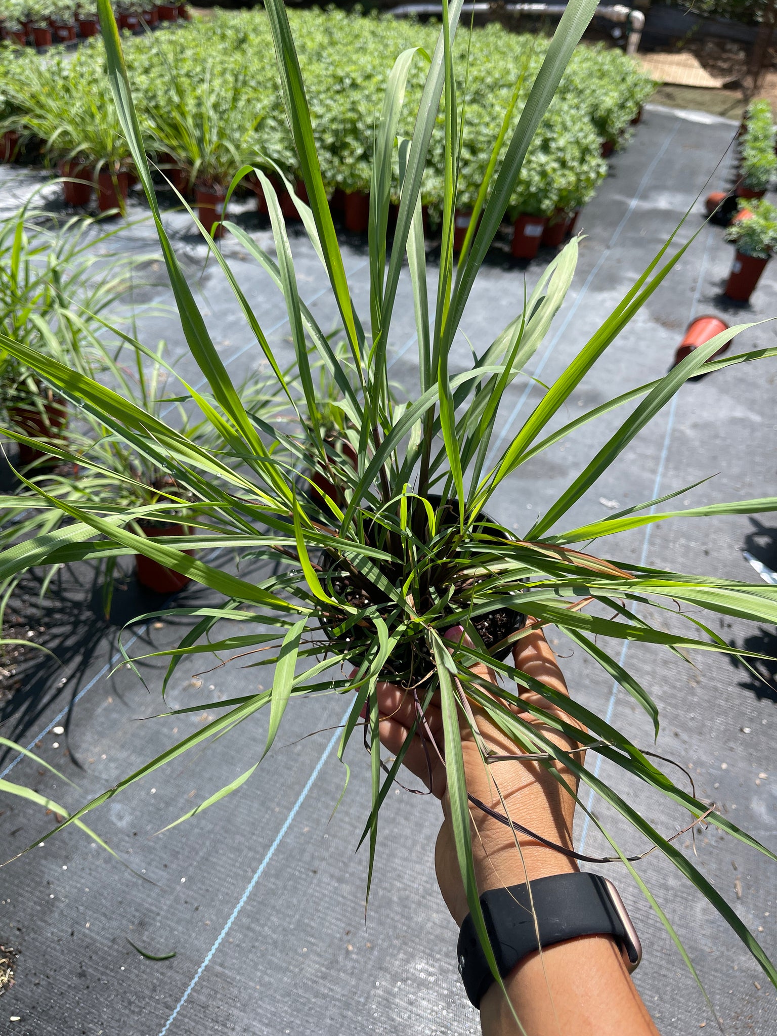 lemon grass potted plant Lemon Grass Live plant 4'' Pot – Dose of Succulents