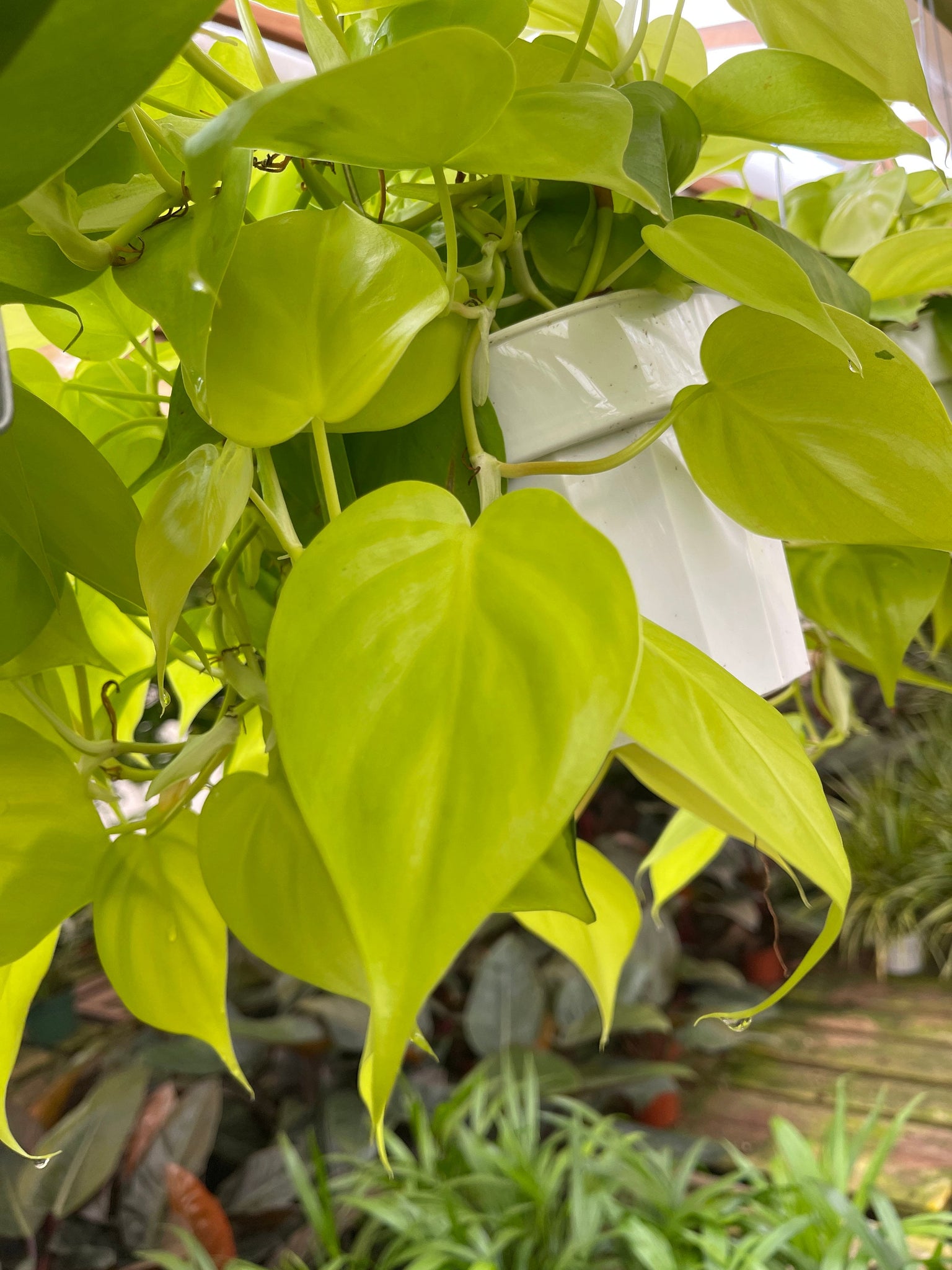 heart leaf philodendron yellow Philodendron Neon Heart Leaf 6'' Pot Live Plant – Dose of Succulents