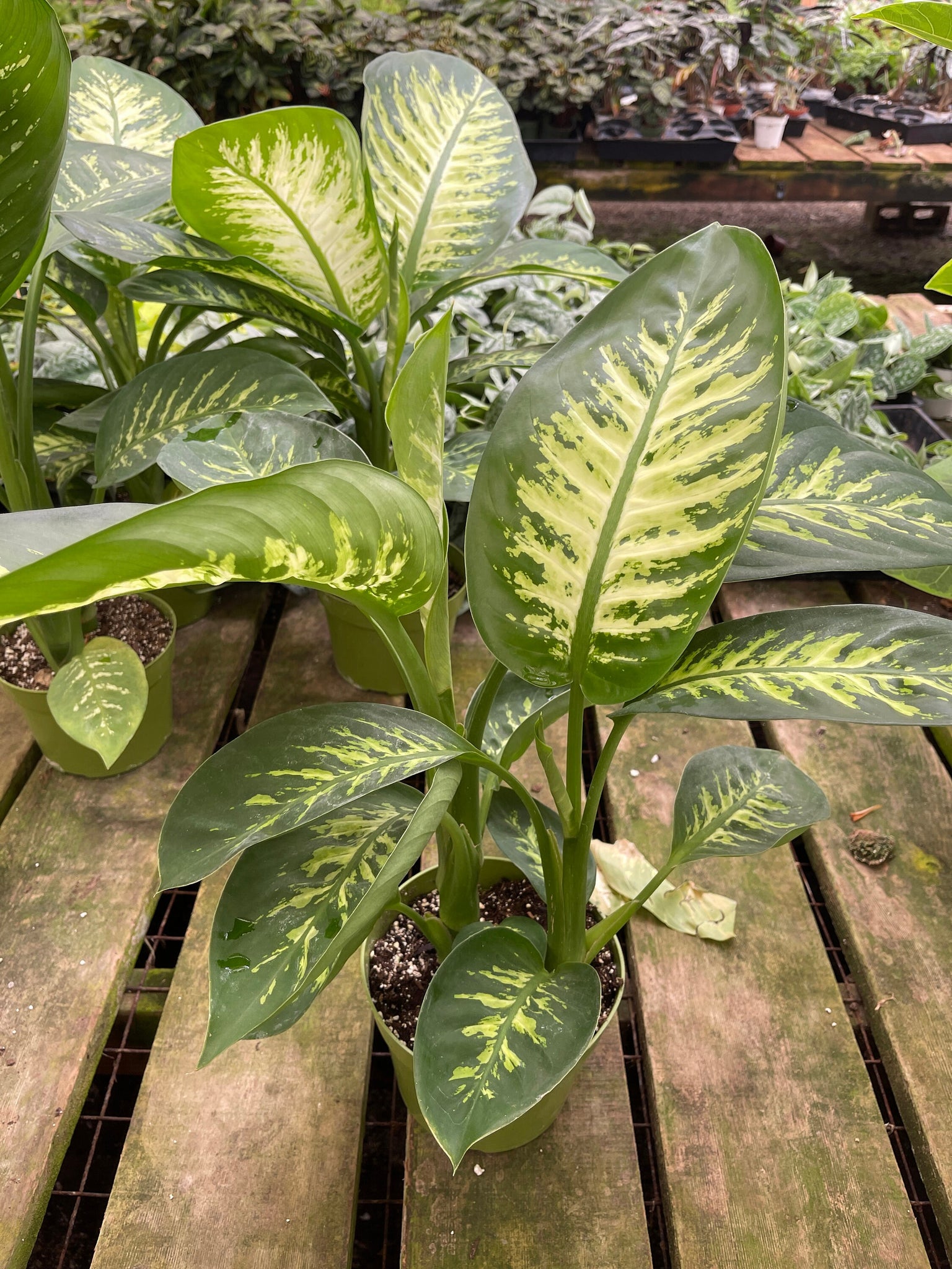 tropical promo dieffenbachia Dieffenbachia Tropical Snow 6'' Pot Live Plant – Dose of Succulents