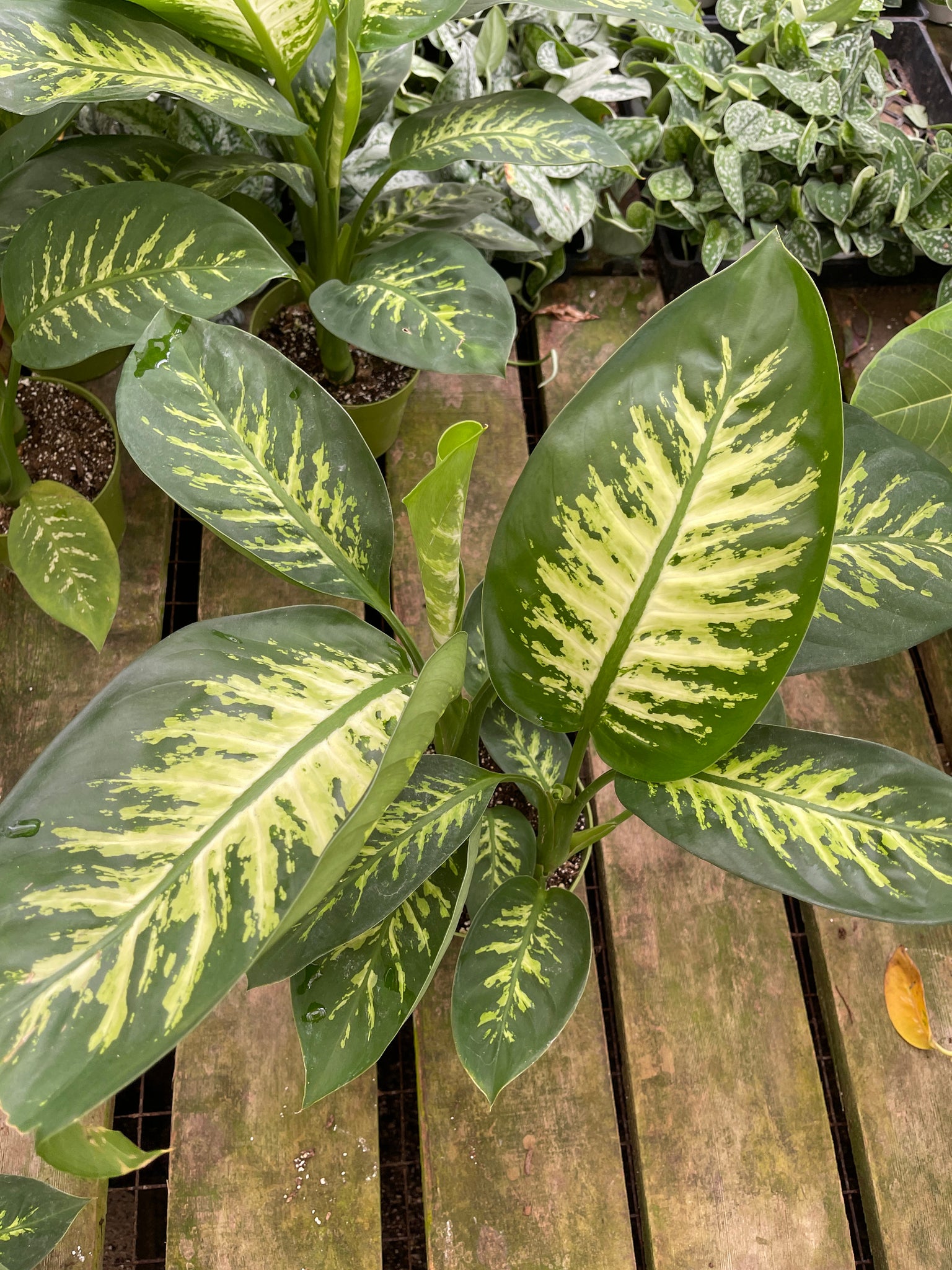 dieffenbachia amoena 'tropic snow' Tropic Snow Dieffenbachia Plant - Exotic & Easy to Grow