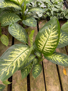 dieffenbachia galatea Dieffenbachia Tropical Snow 6'' Pot Live Plant – Dose of Succulents
