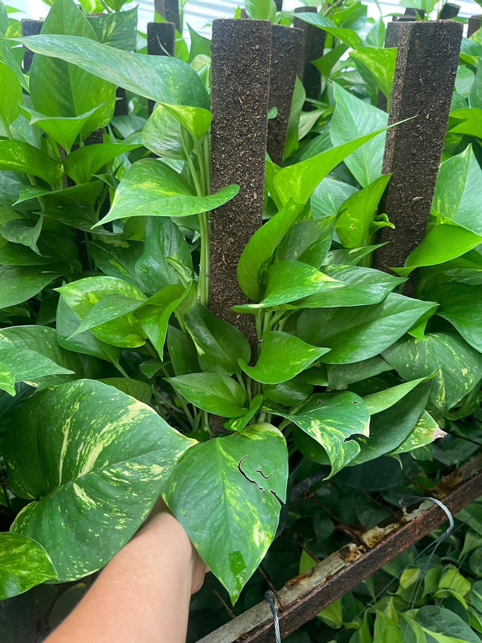golden pothos full grown Golden Pothos On Trellis Pole Live plant 6'' pot – Dose of Succulents