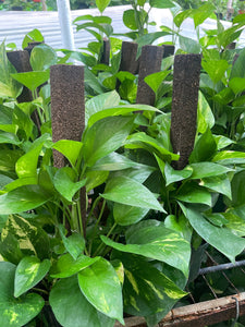 Golden Pothos On Trellis Pole Live plant 6’’ pot