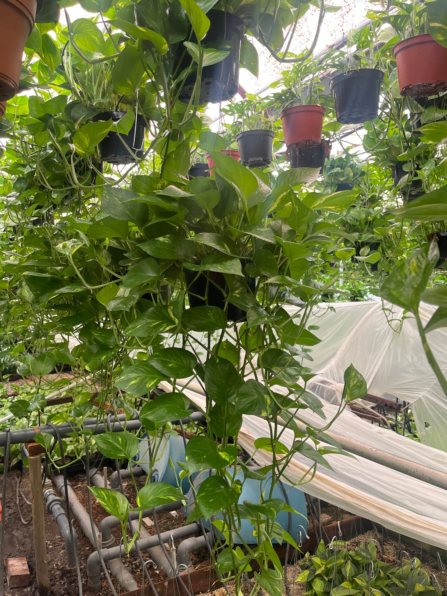 extra large pothos plant Very Large Hanging Golden Pothos Live plant 8'' pot – Dose of Succulents
