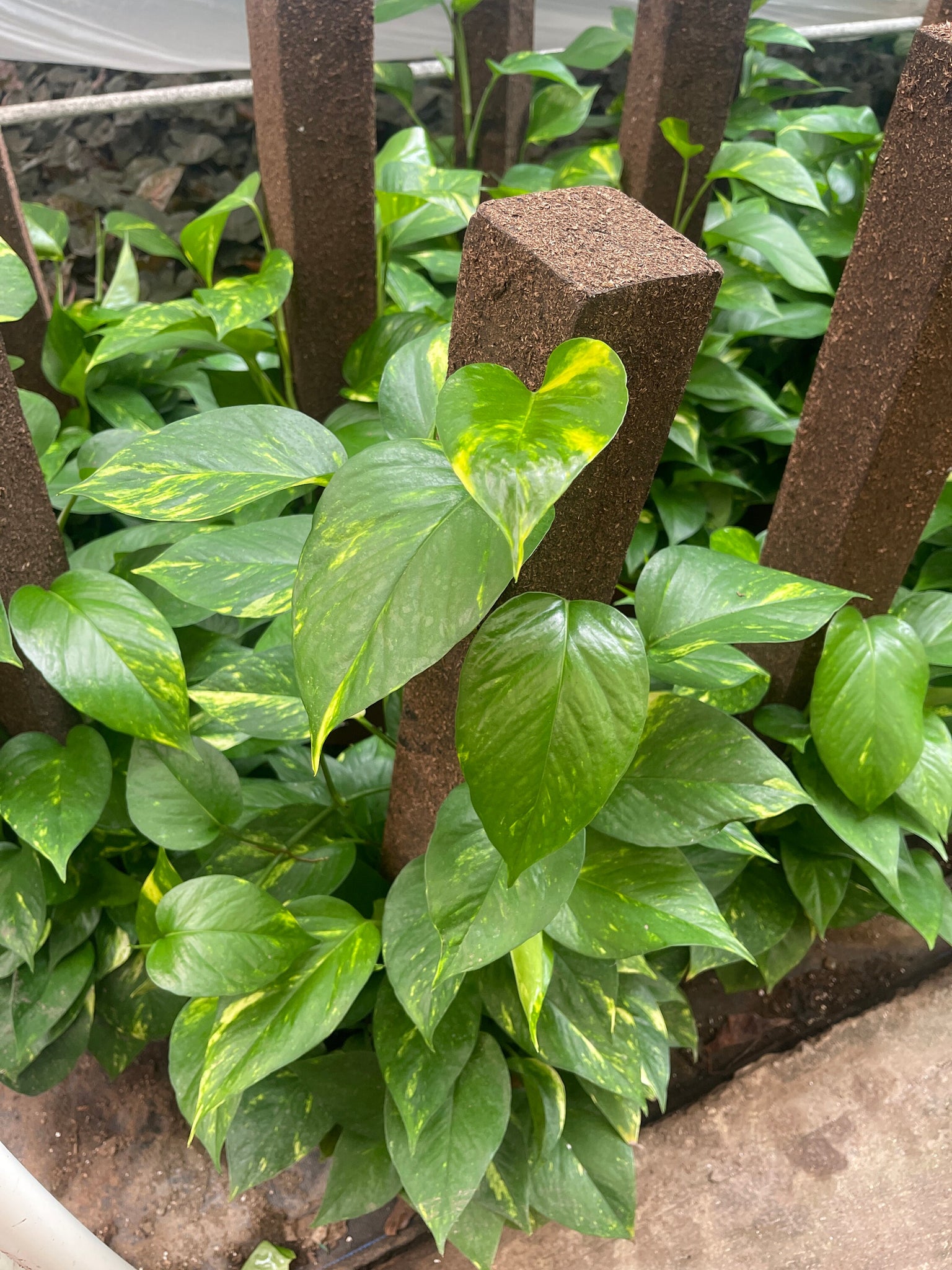 golden pothos for sale Large Golden Pothos on Trellis pole – Dose of Succulents