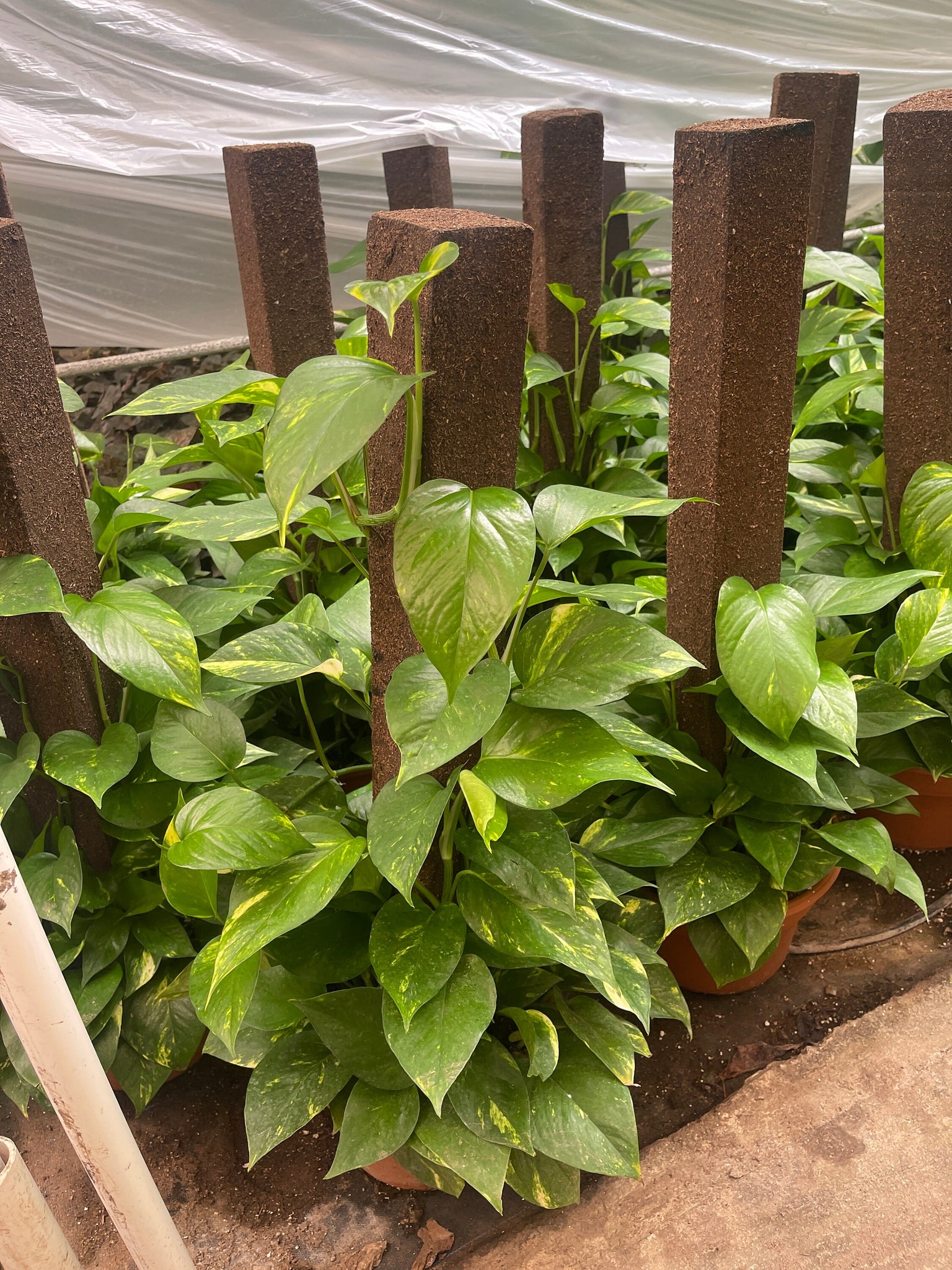 pothos plant trellis Large Golden Pothos on Trellis pole – Dose of Succulents