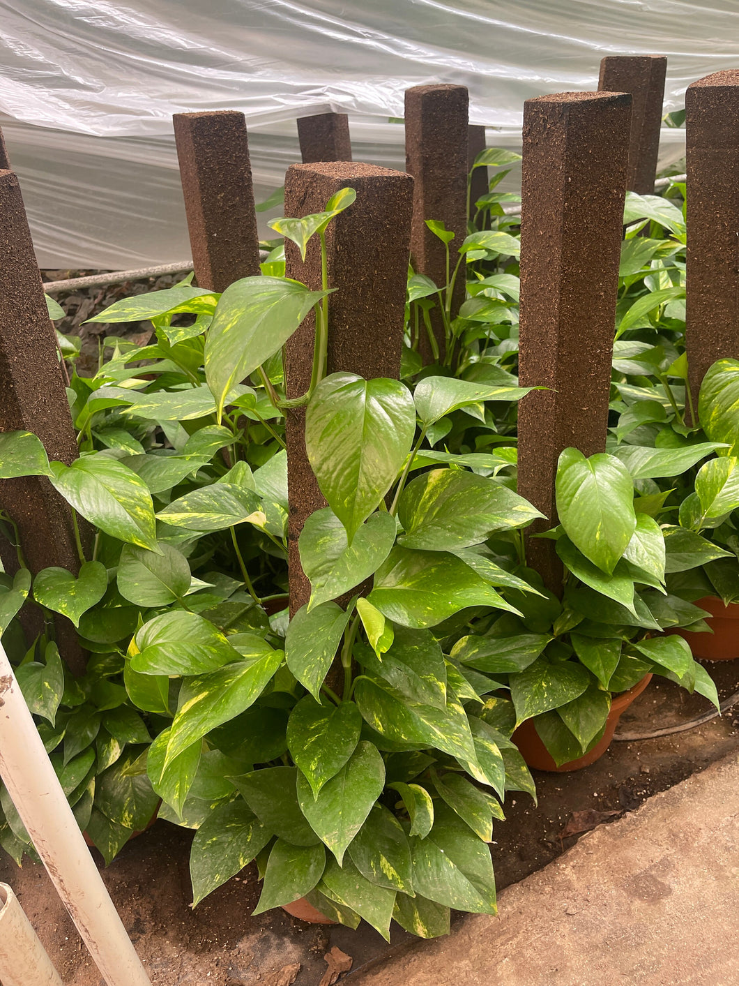 do pothos need a trellis Large Golden Pothos on Trellis pole – Dose of Succulents