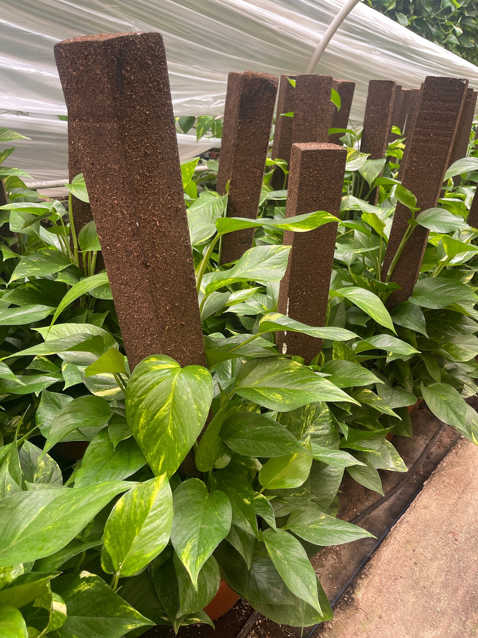 golden pothos trellis Large Golden Pothos on Trellis pole – Dose of Succulents