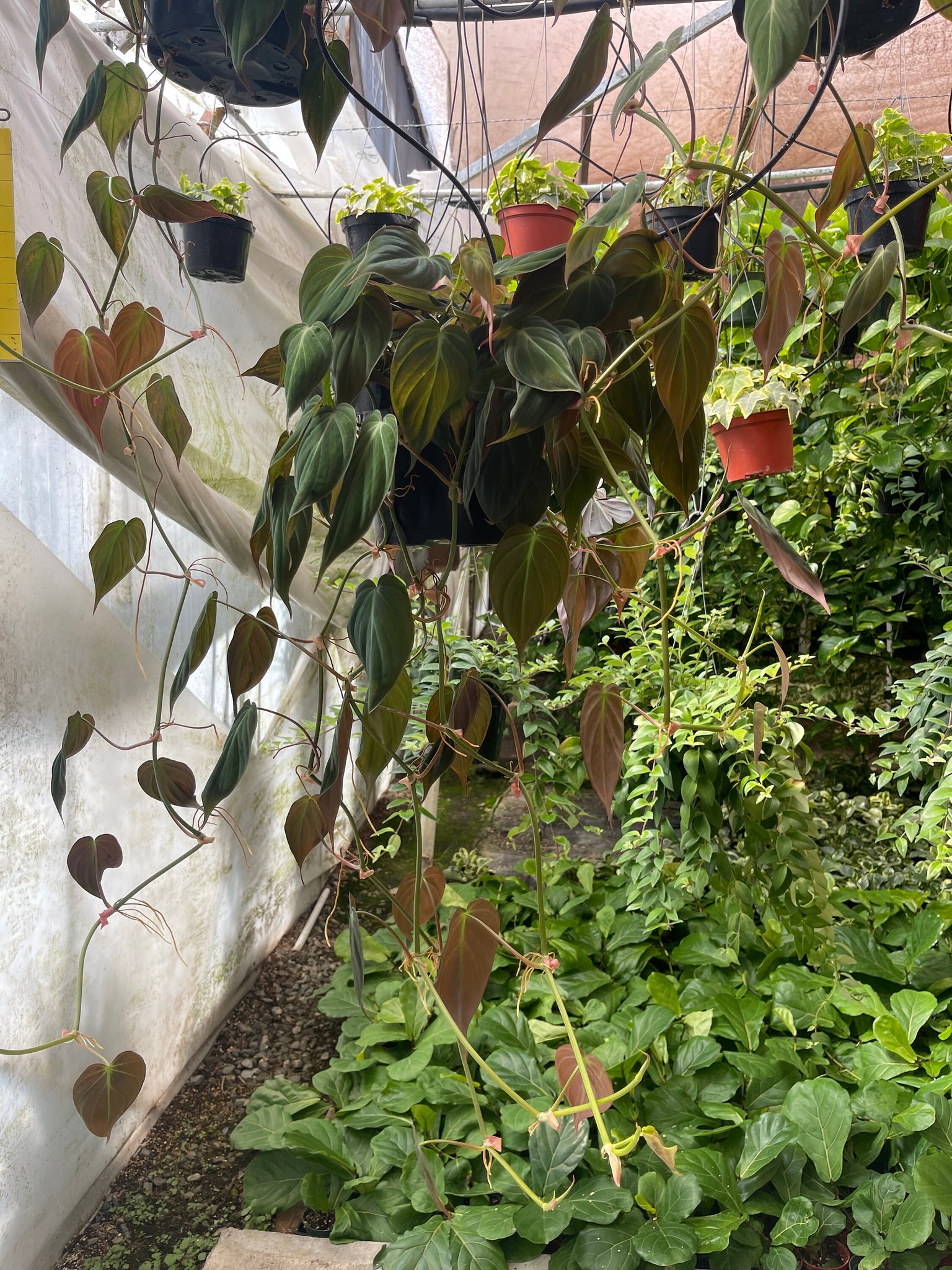 philodendron micans pole Philodendron Micans Long and Trailing 8'' Pot – Dose of Succulents