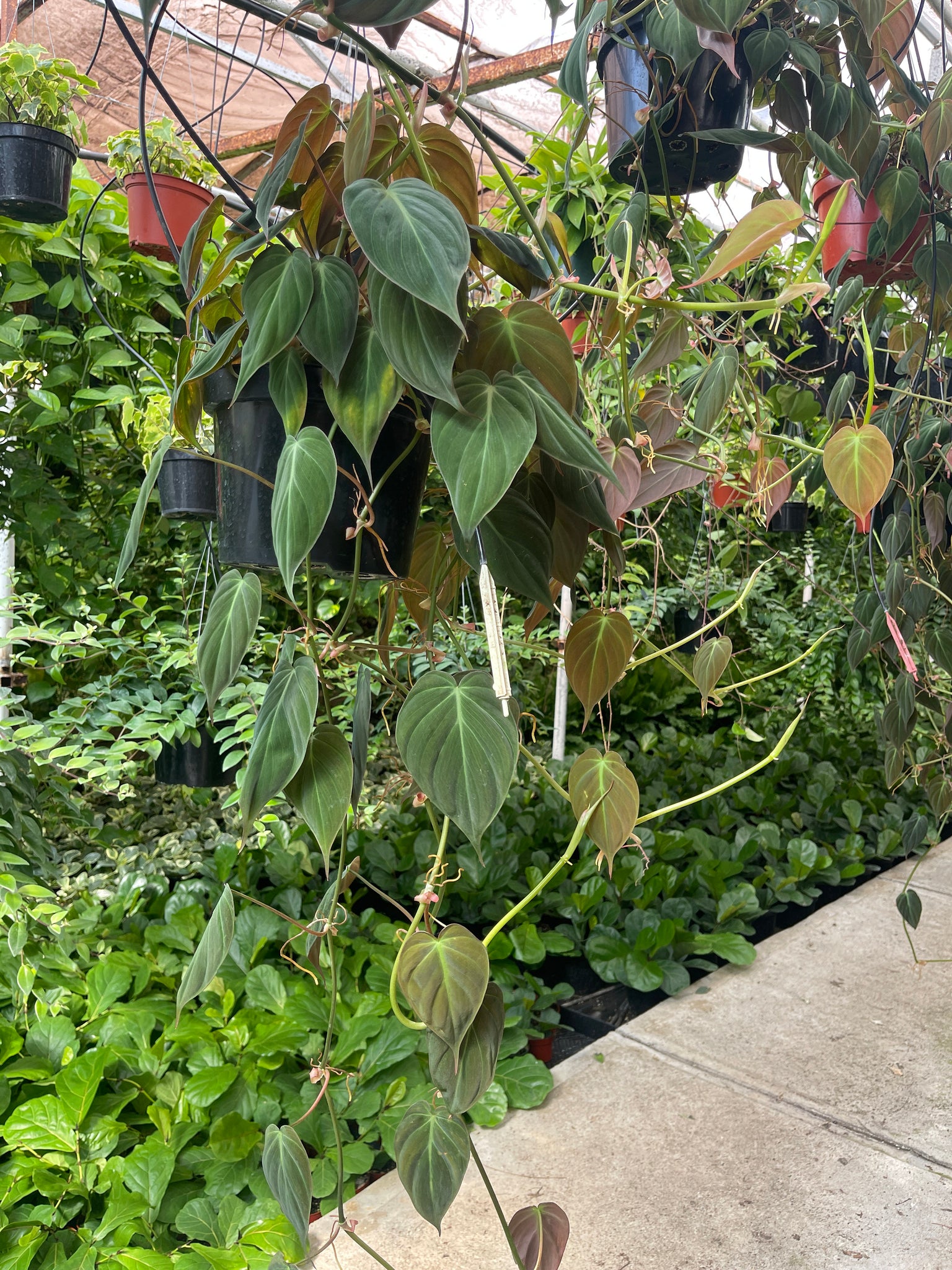 philodendron micans climbing Philodendron Micans Long and Trailing 8'' Pot – Dose of Succulents