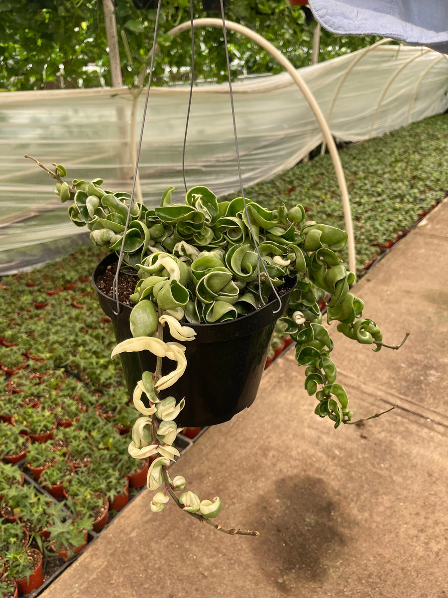 Hoya Compacta Variegated Hindu Rope Live plant 8'' Pot – Dose of Succulents
