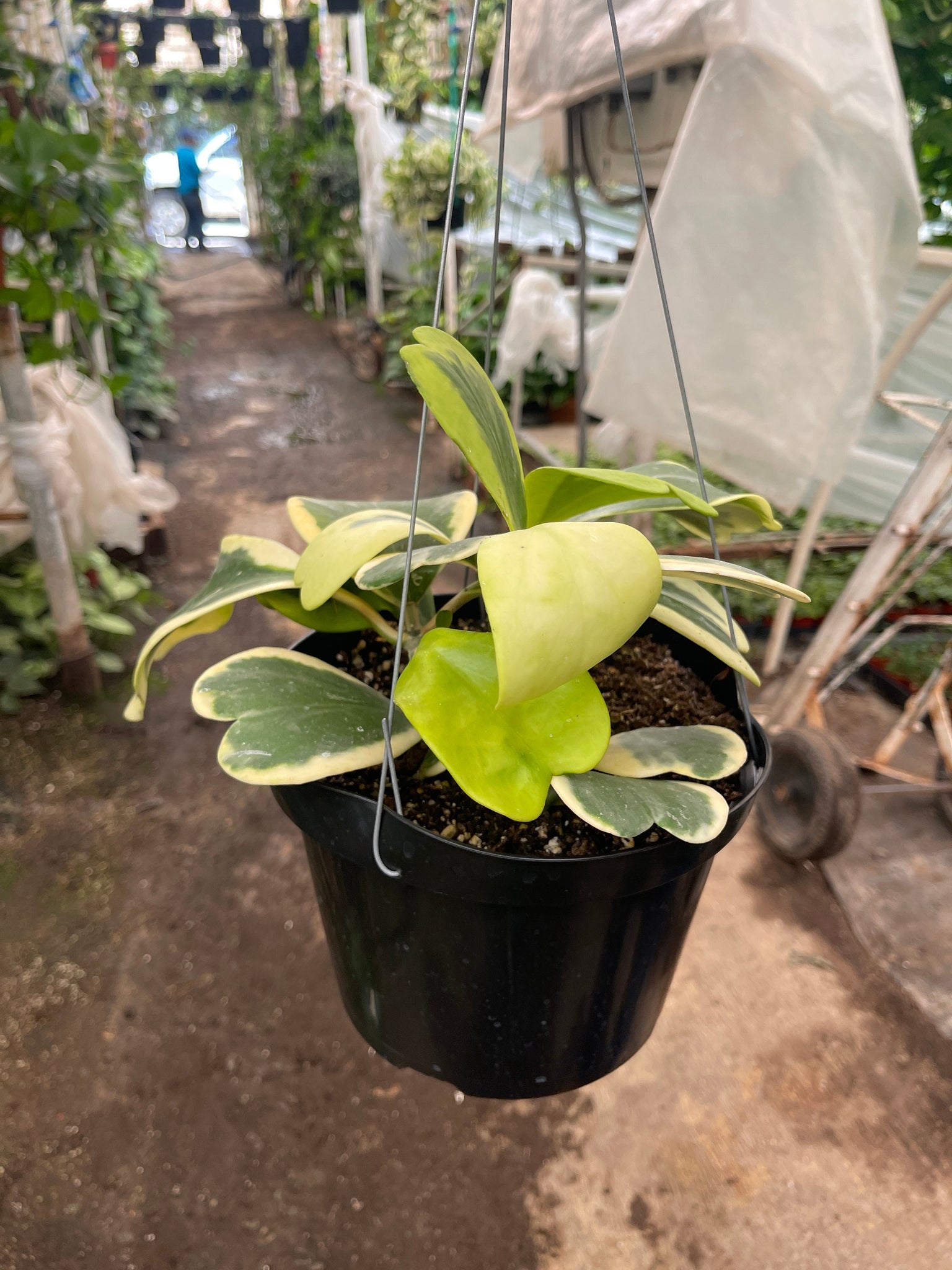 variegated hanging basket plant Hoya Kerri Variegated Hanging Basket 8'' pot – Dose of Succulents