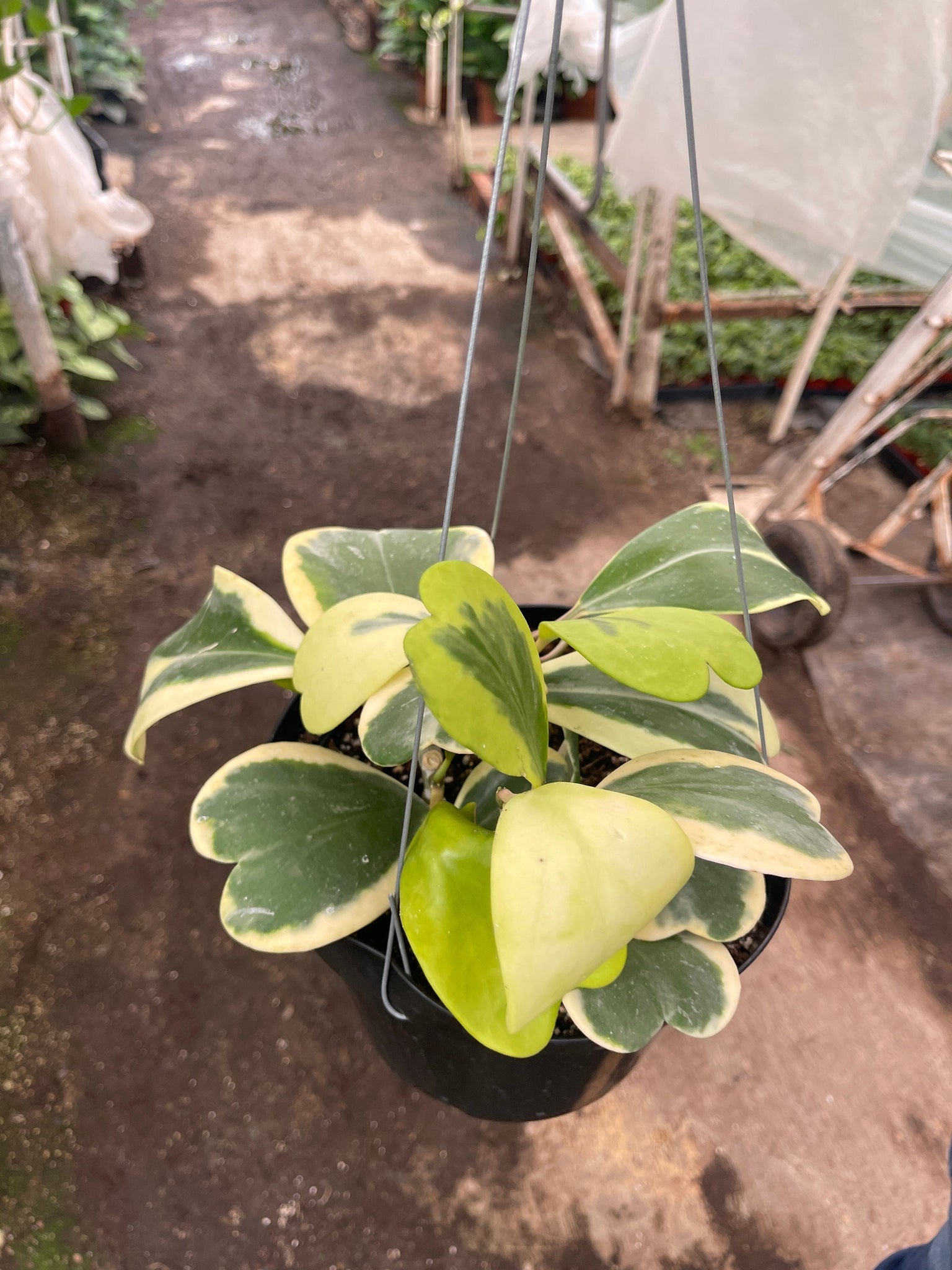 variegated hanging house plants Hoya Kerri Variegated Hanging Basket 8'' pot – Dose of Succulents