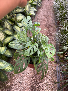 Monstera Adansonii Swiss Chesse live plant 6’’ pot basket