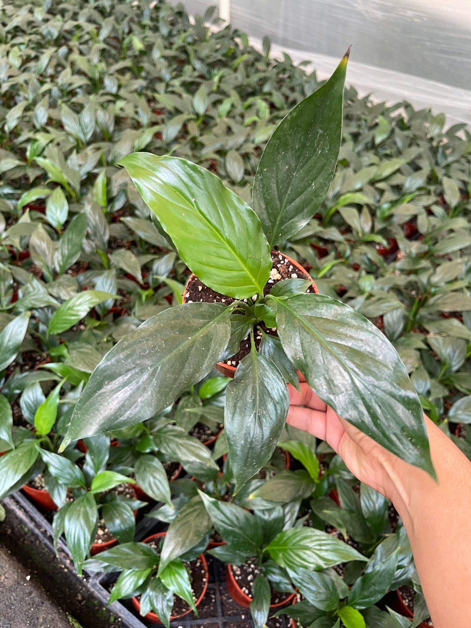 live peace lily Peace Lily 4 in