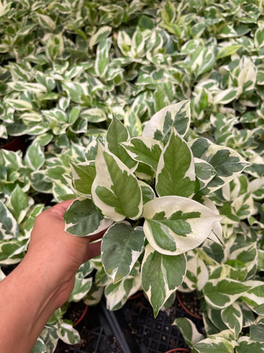 4’’ Pothos N Joy Live Plant