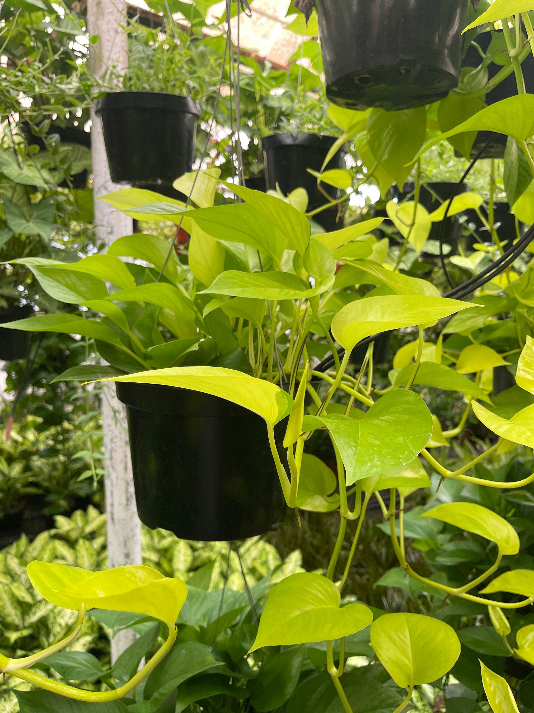 hanging neon pothos Neon Pothos Plant in 6 in. Hanging Basket