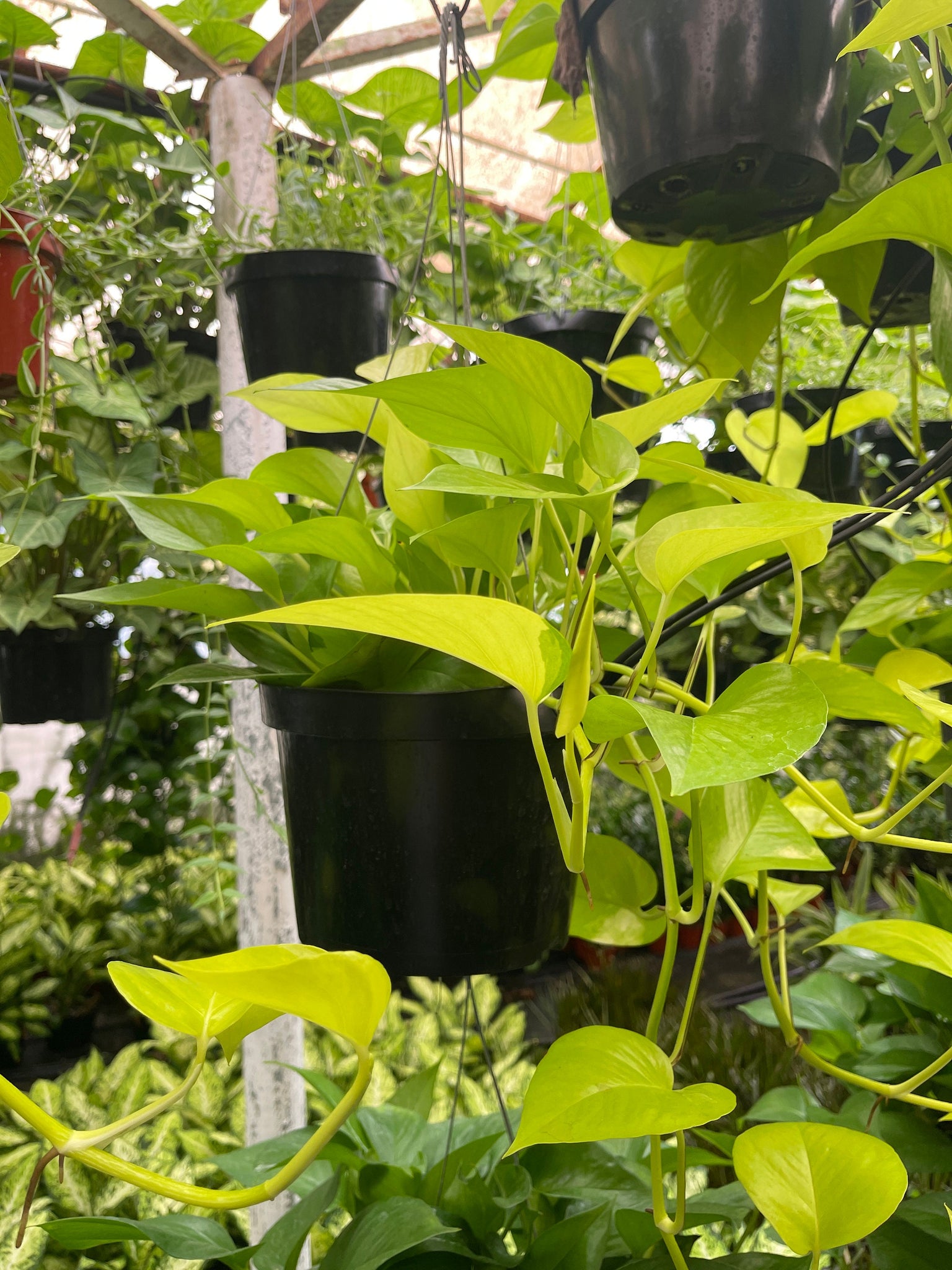 neon pothos hanging plant Neon Pothos Live plant 6'' hanging Basket – Dose of Succulents