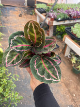 Load image into Gallery viewer, Calathea Rosepicta Dottie Live plant 4’’ pot