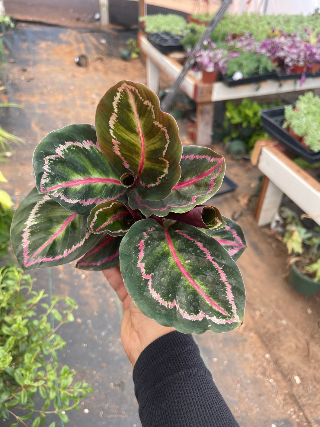 Calathea Rosepicta Dottie Live plant 4’’ pot