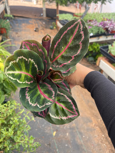 Calathea Rosepicta Dottie Live plant 4’’ pot