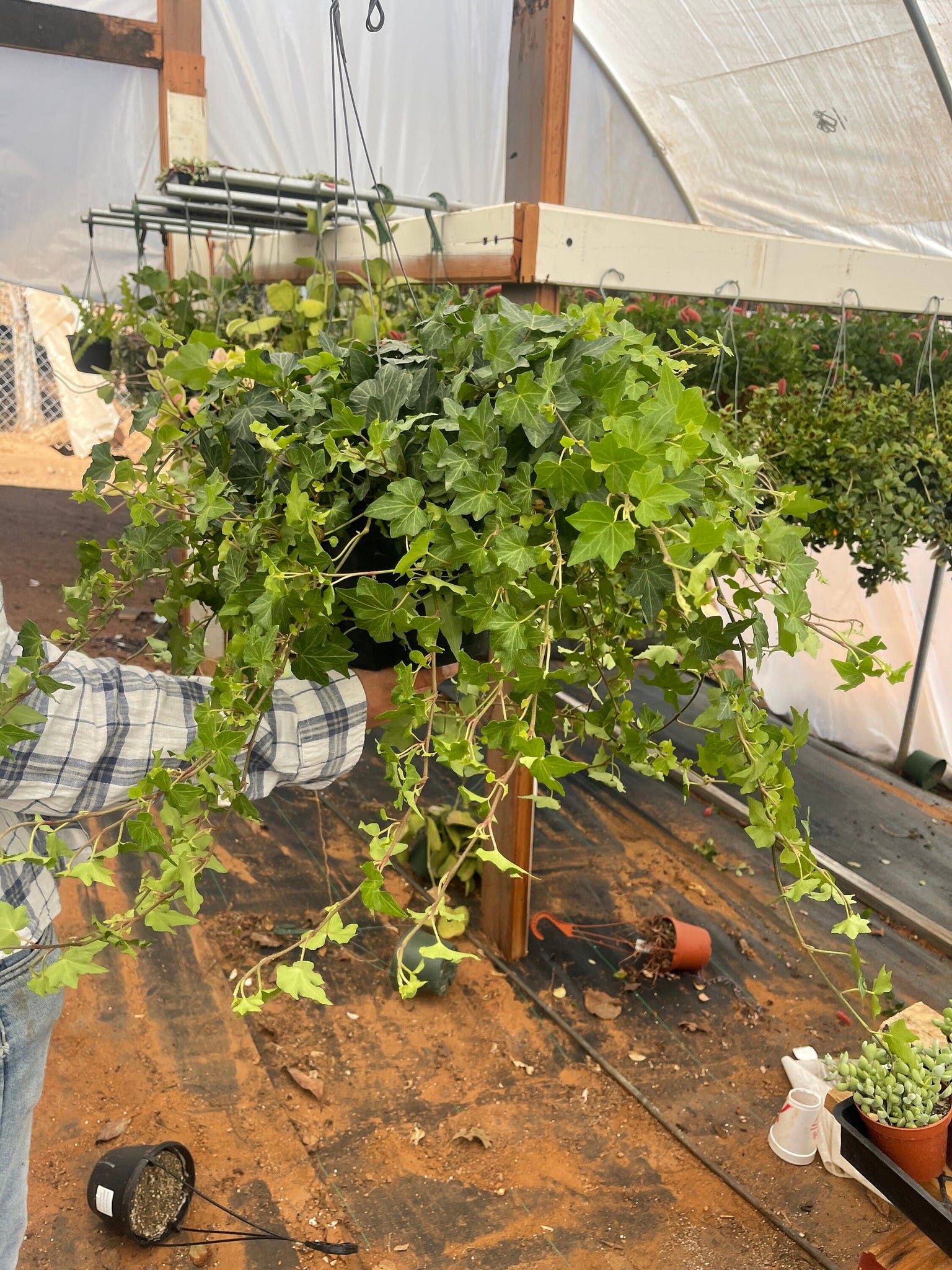 trailing ivy plant indoor Very Large Ivy Plant Trailing 8'' pot – Dose of Succulents